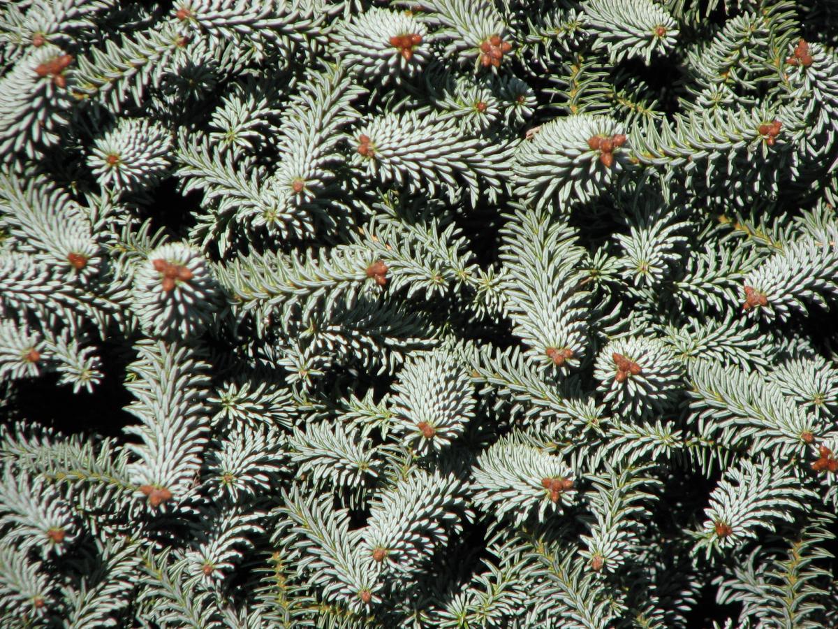 Abies pinsapo 'Icebreaker'