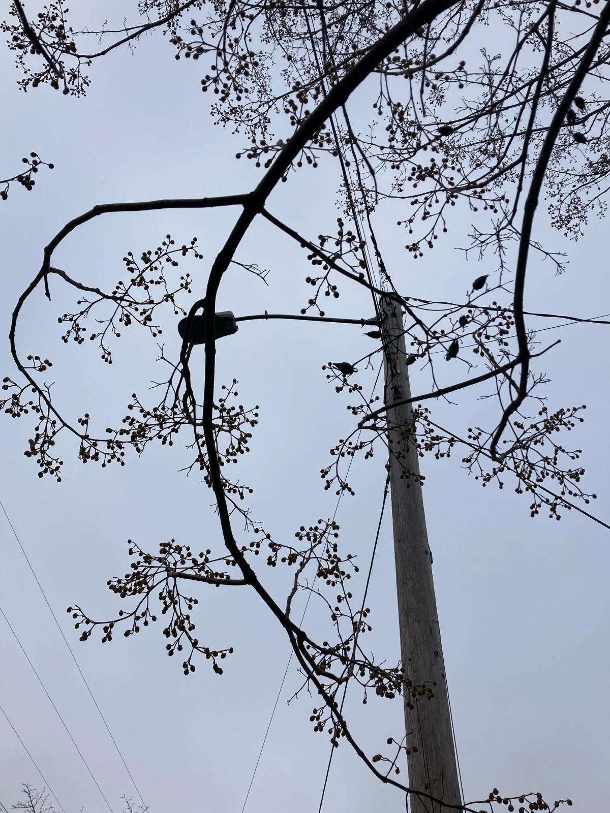 Frangula (Rhamnus) purshiana