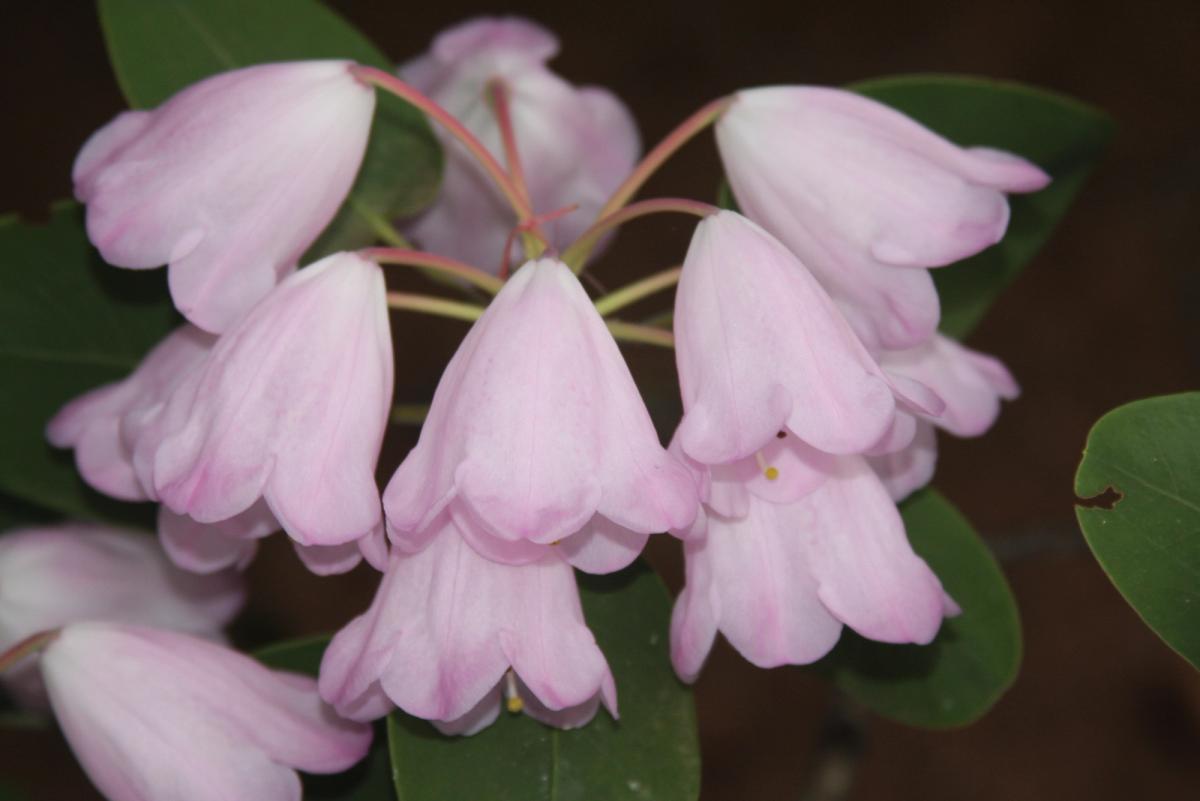 Rhododendron orbiculare 'Edinburgh'