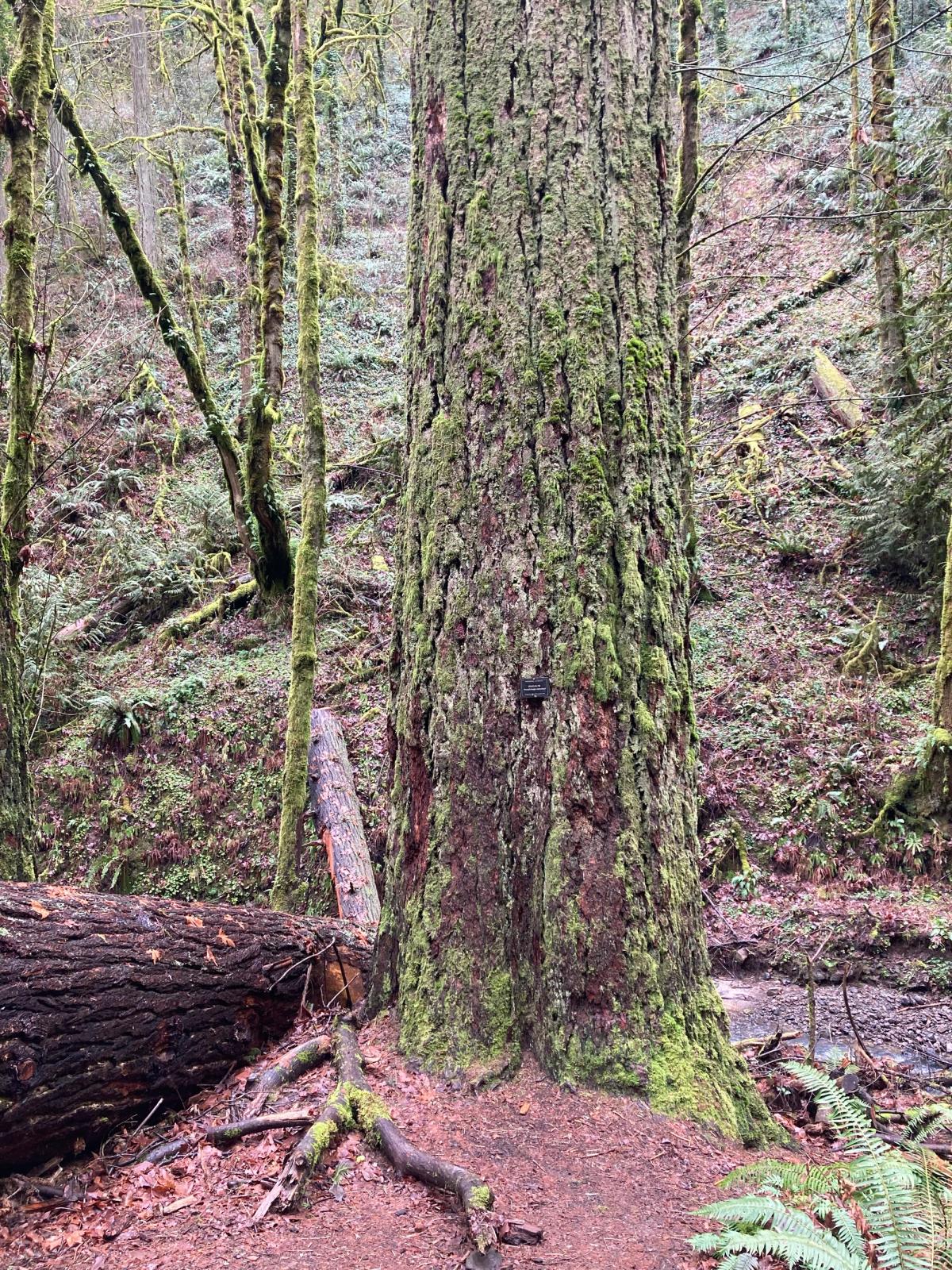 Champion Psedotsuga menziesii