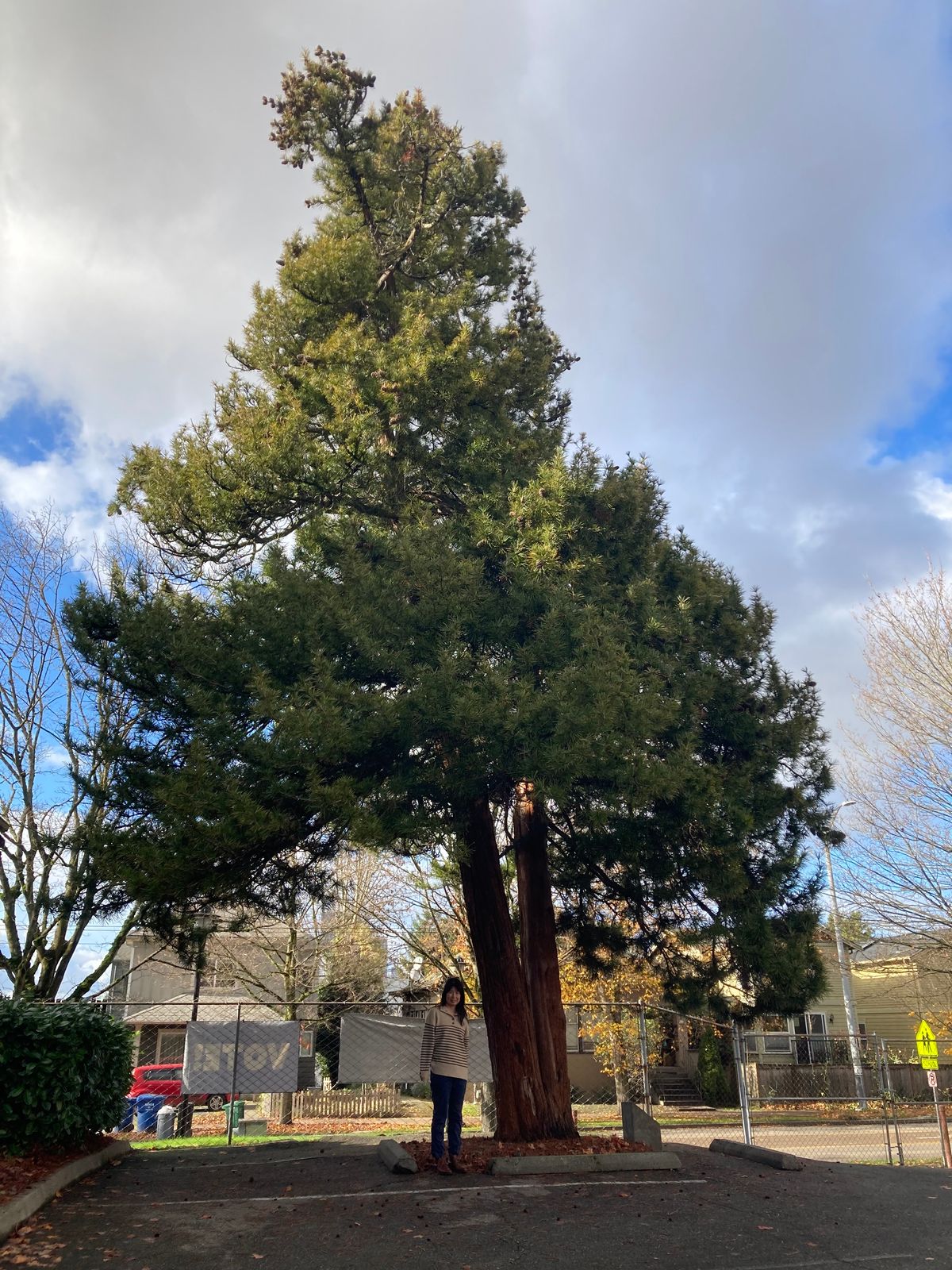 Sciadopitys verticillata