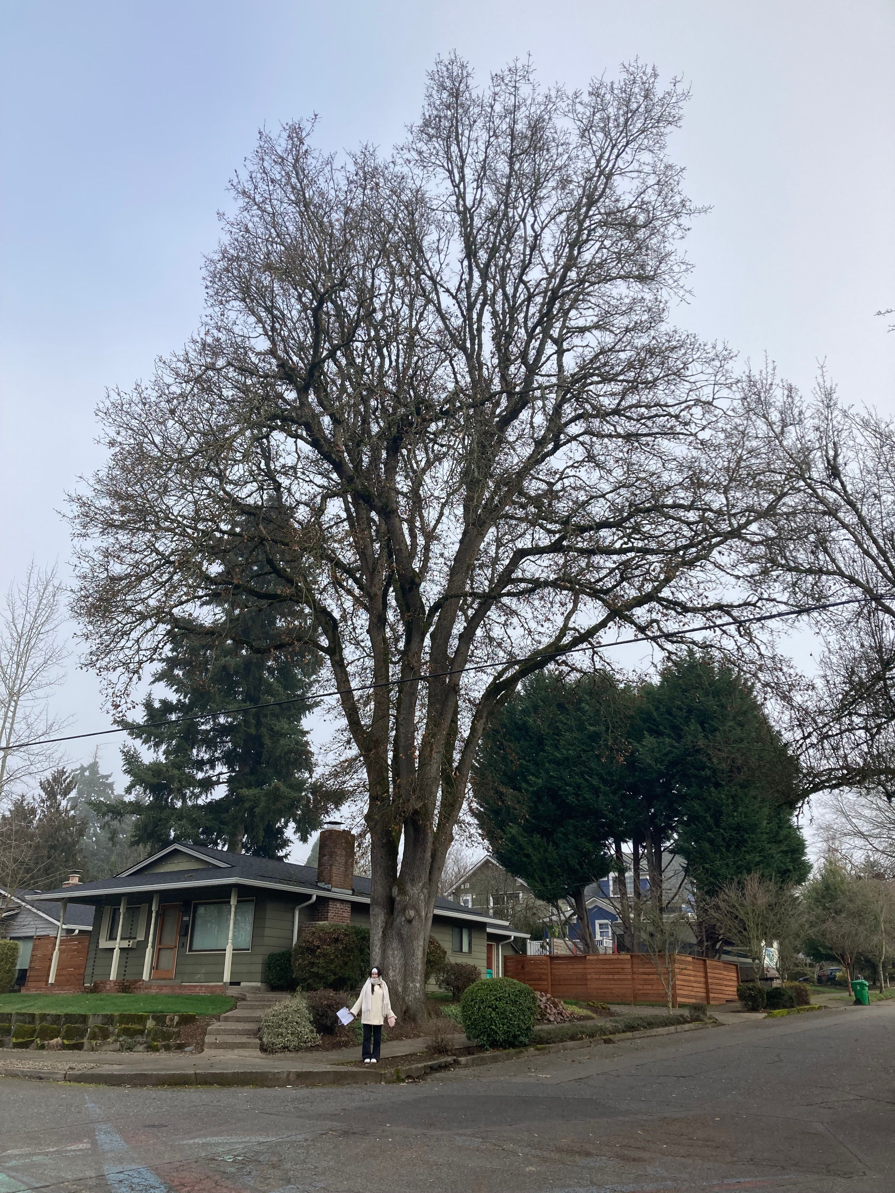 Quercus garryana
