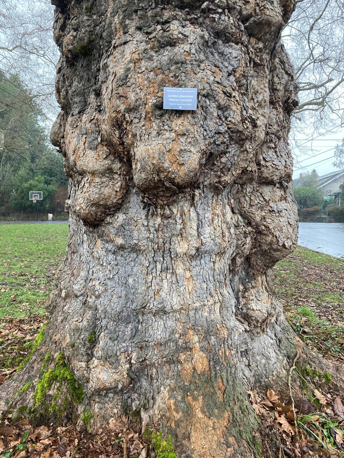 Platanus x hispanica