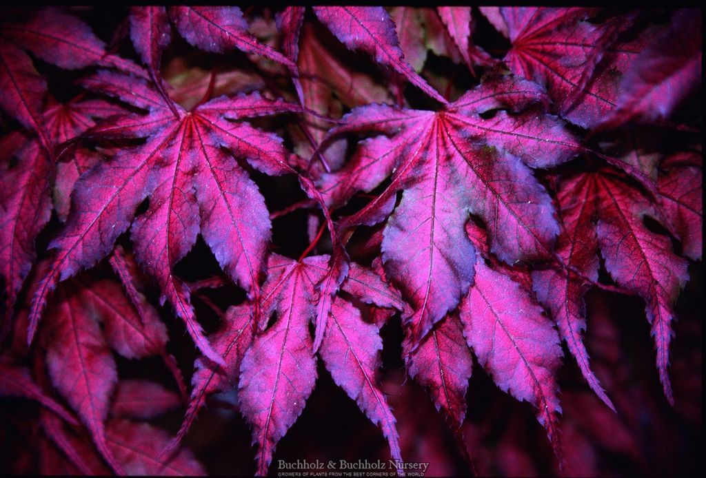 Acer palmatum 'Purple Ghost'