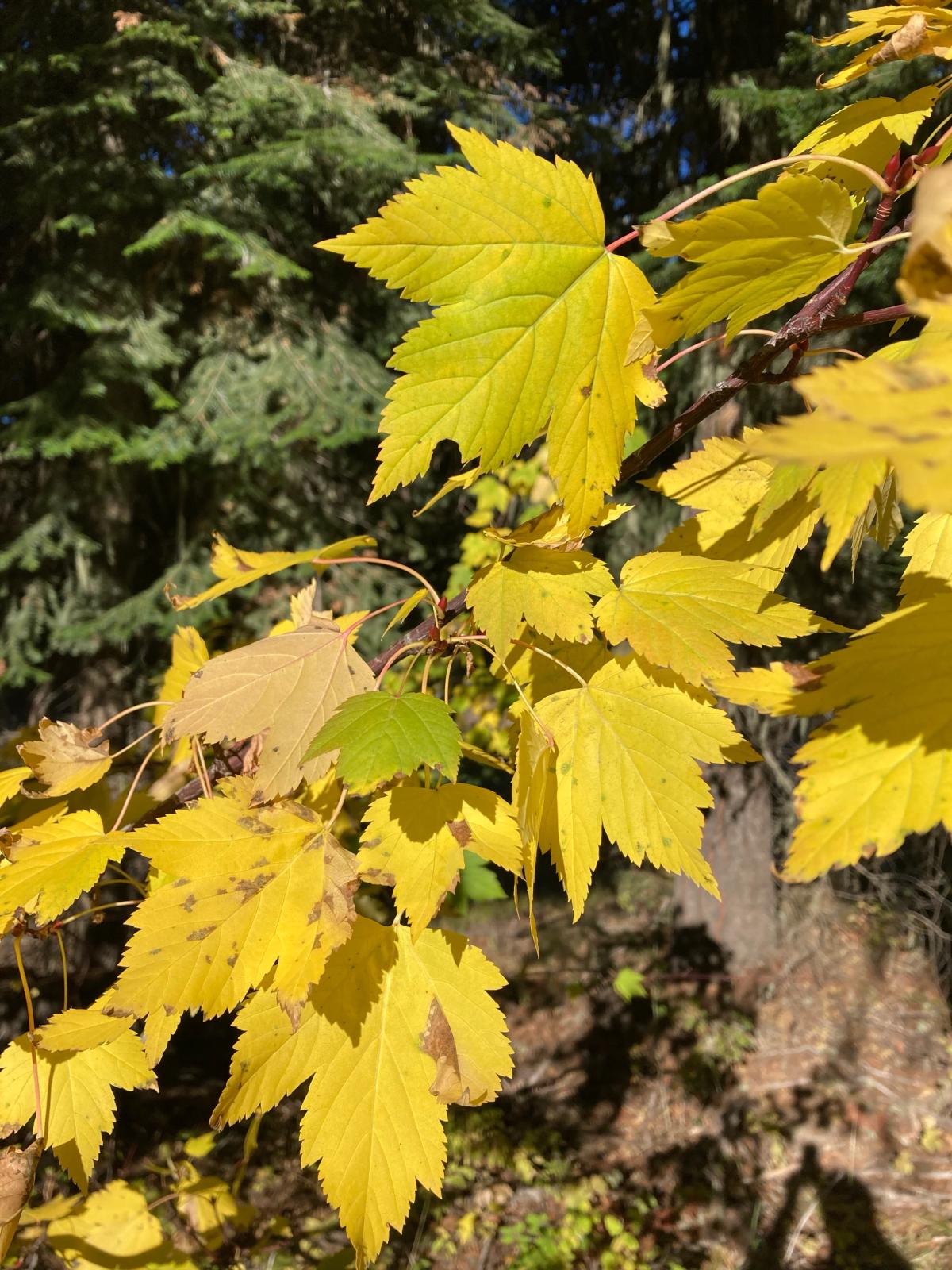 Acer glabrum subsp. douglasii