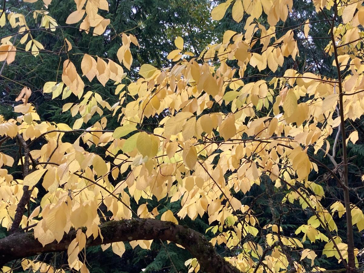 Cladrastis kentuckea