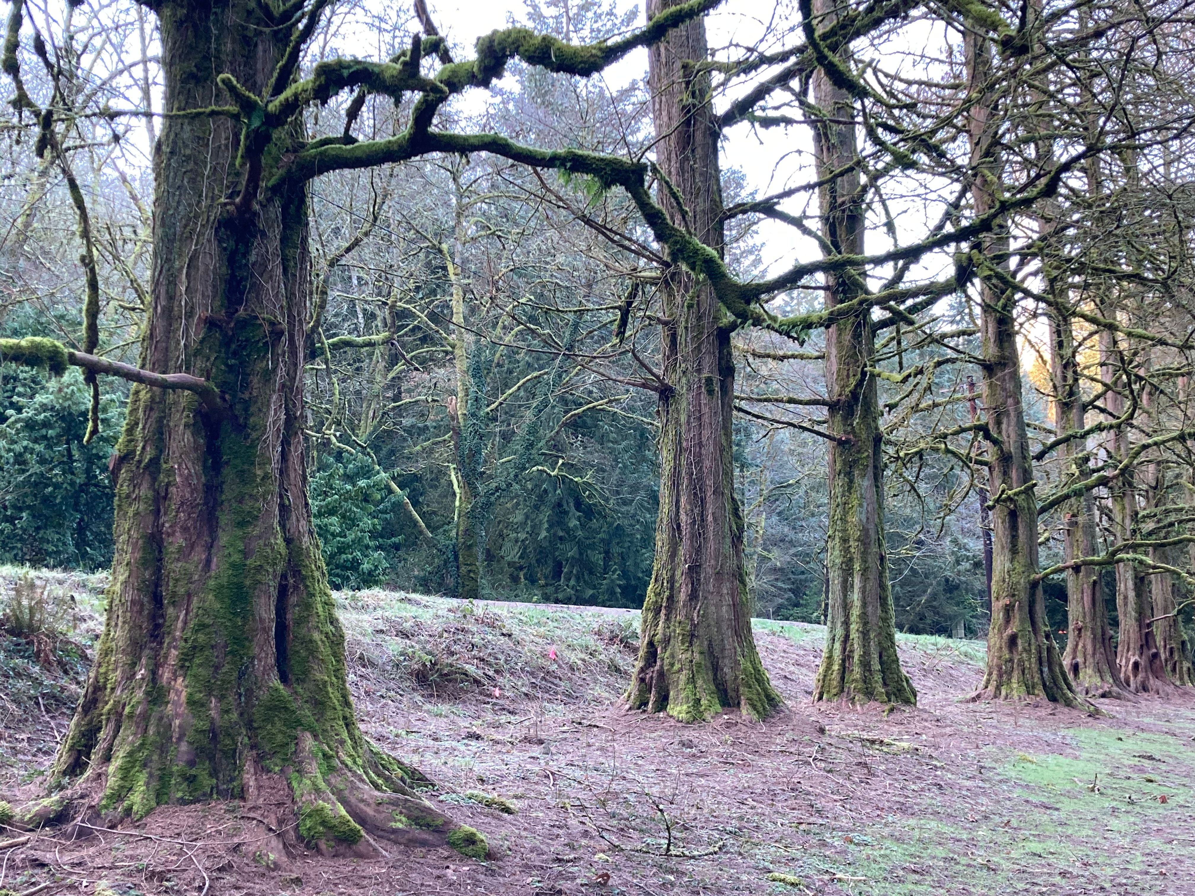 Metasequoia glyptostroboides