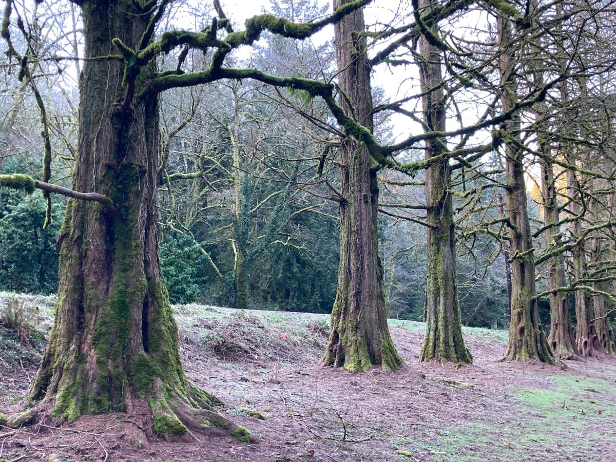Metasequoia glyptostroboides