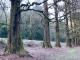 Metasequoia glyptostroboides
