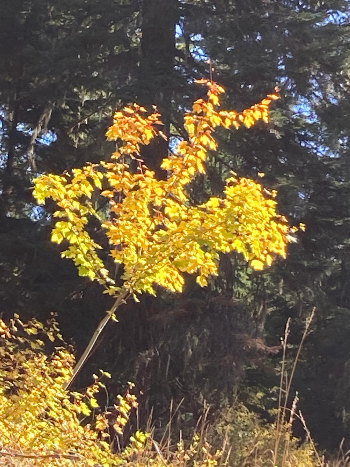 Acer glabrum subsp. douglasii