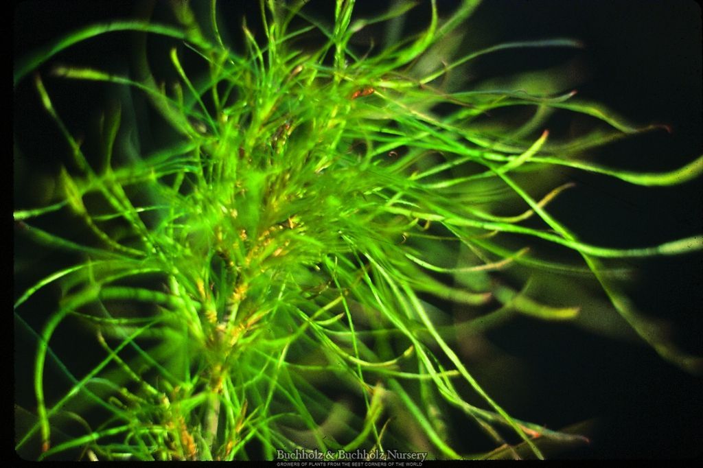 Acer palmatum 'Fairy Hair'