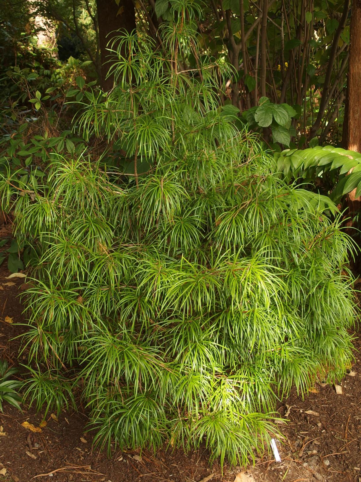 Sciadopitys verticillata