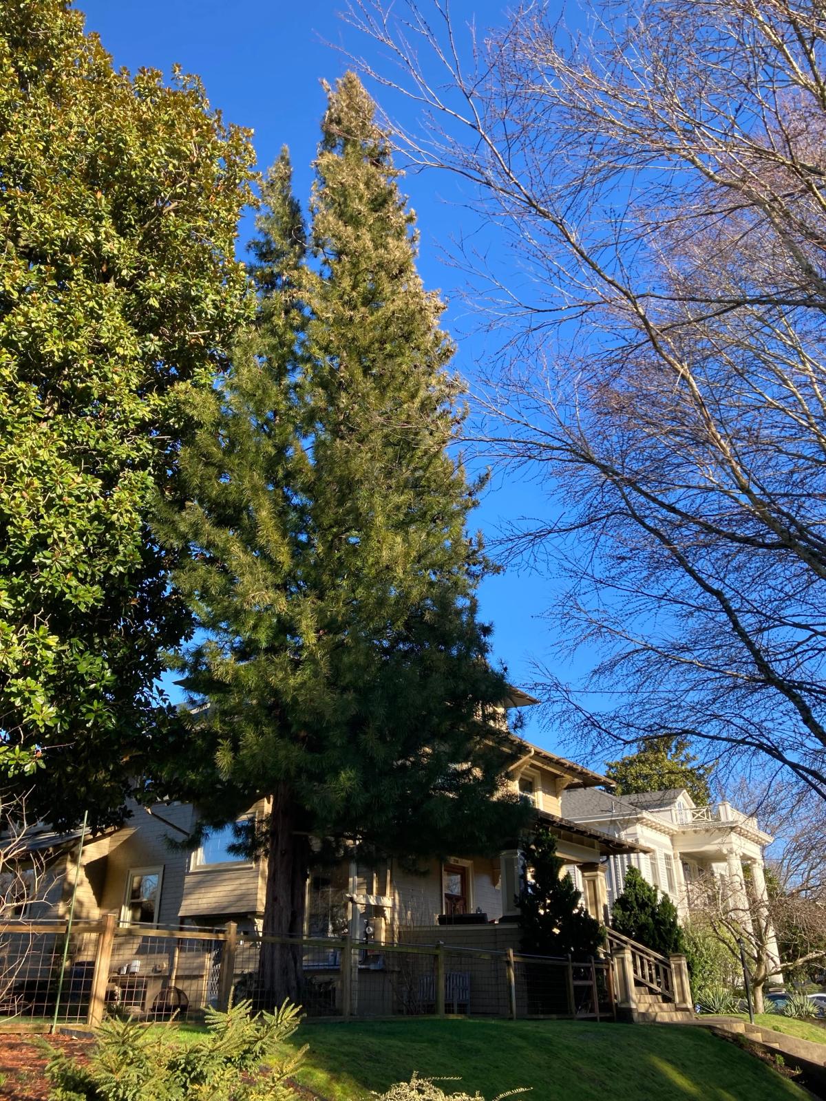 Sciadoptys with Magnolia grandiflora