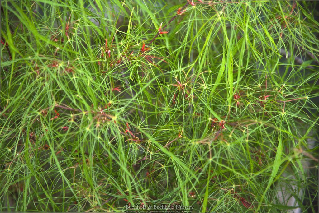 Acer palmatum 'Fairy Hair'