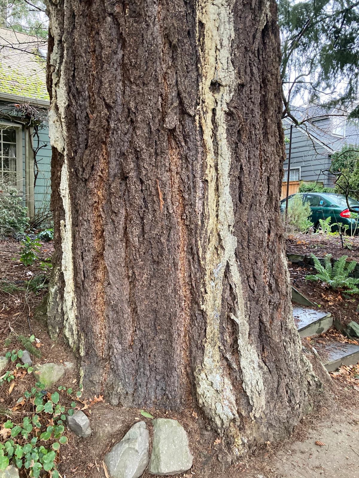 Pseudotsuga menziesii on 53rd Ave