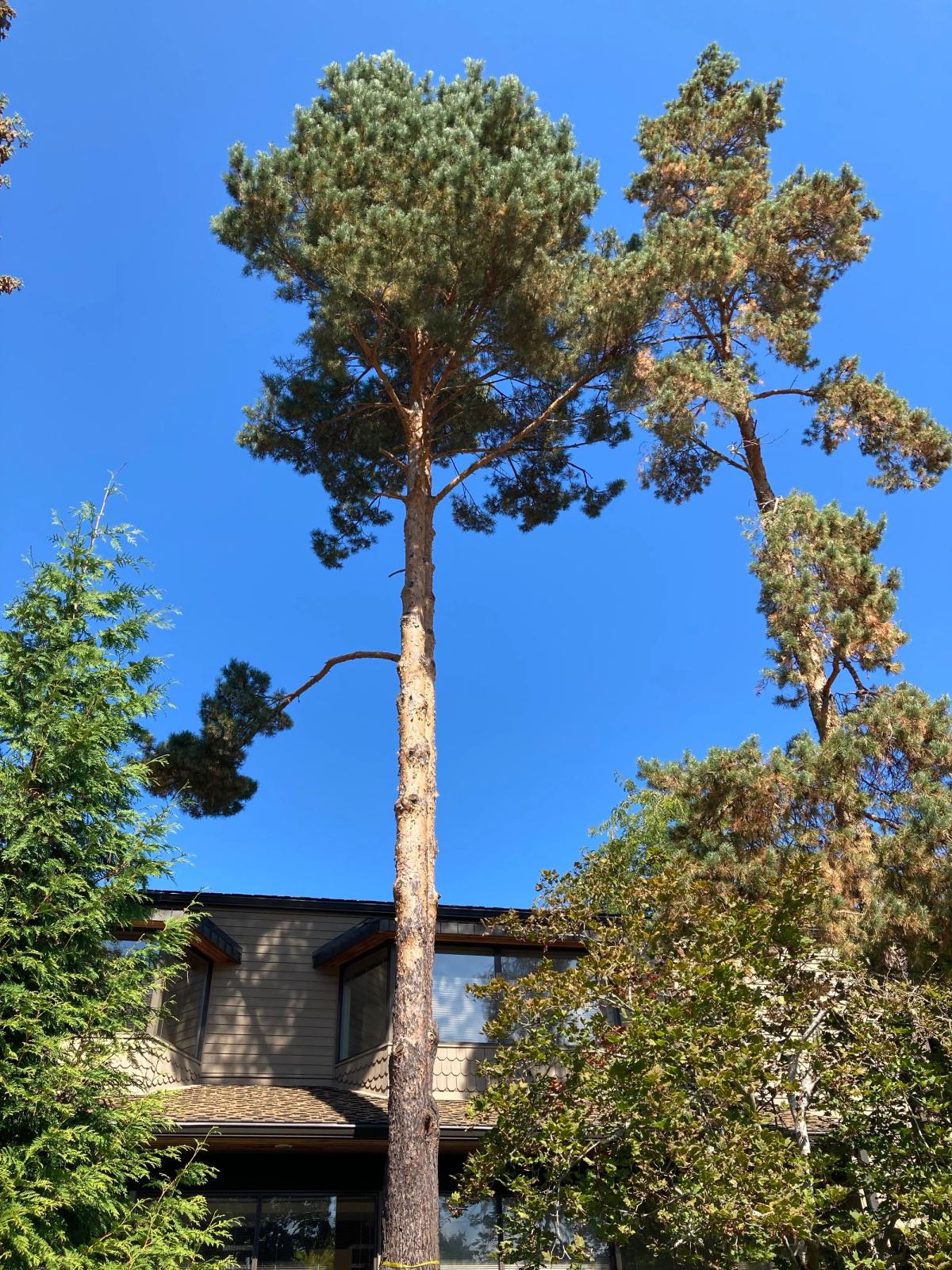 Pinus sylvestris