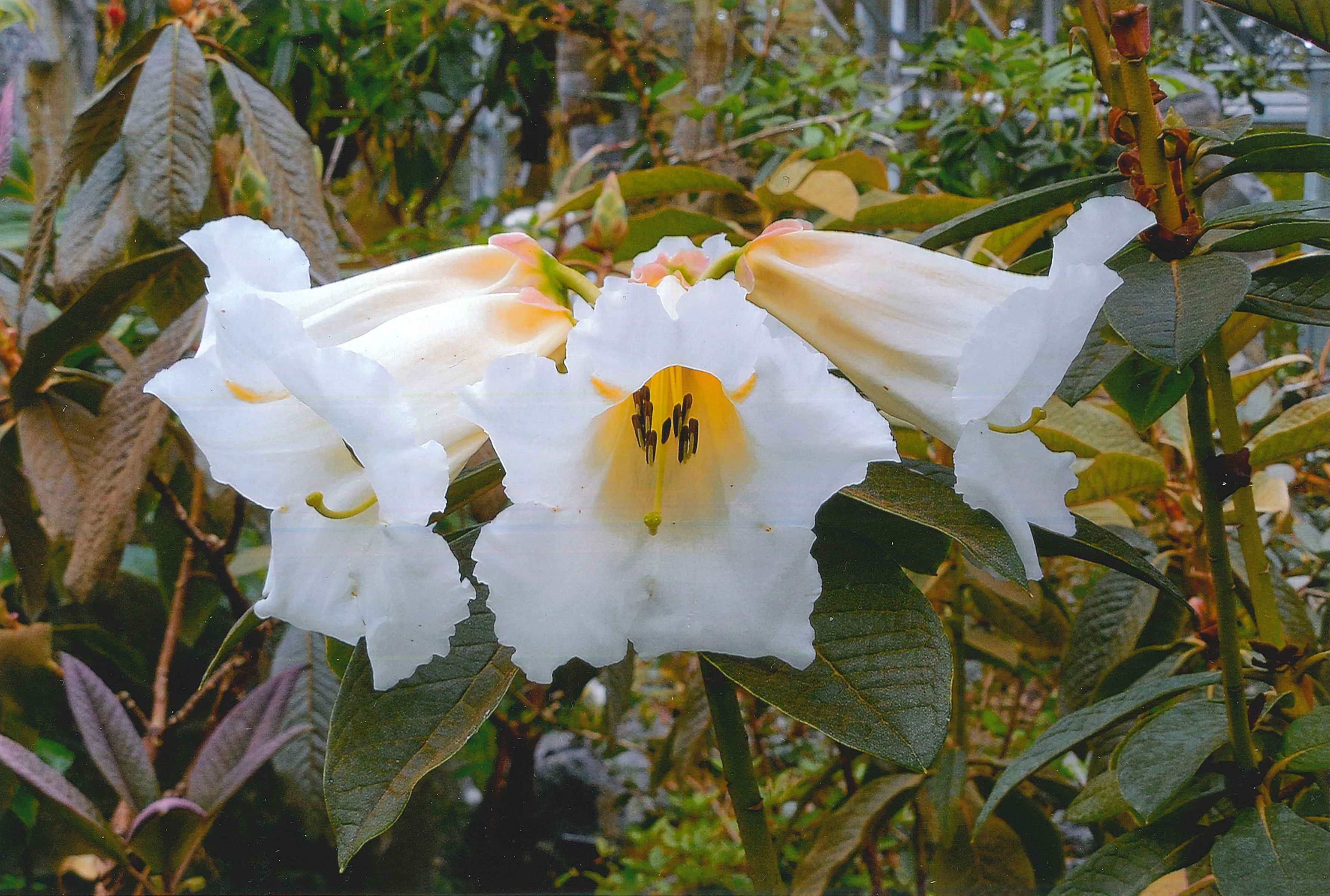 Rhododendron sinonuttallii