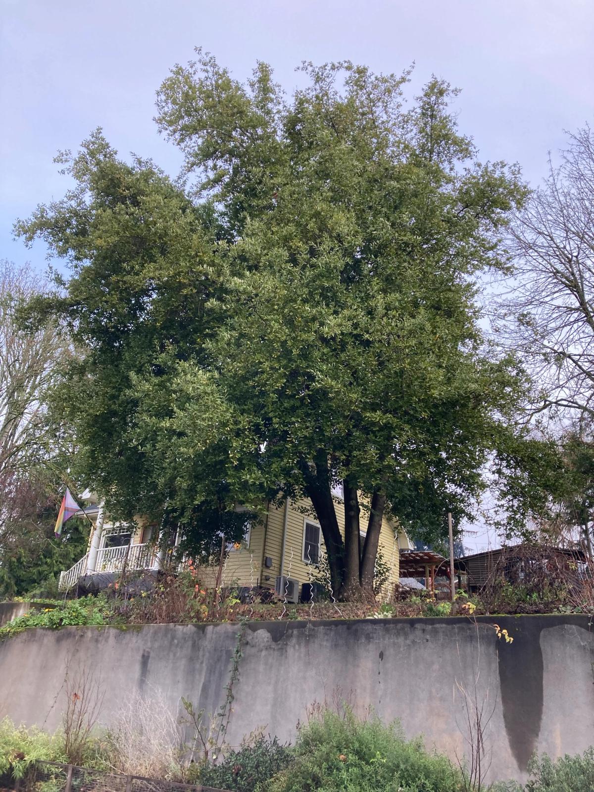 Umbellularia californica (Oregon myrtle) on Edison street