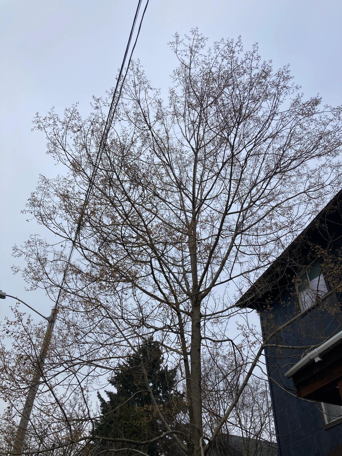 Frangula (Rhamnus) purshiana