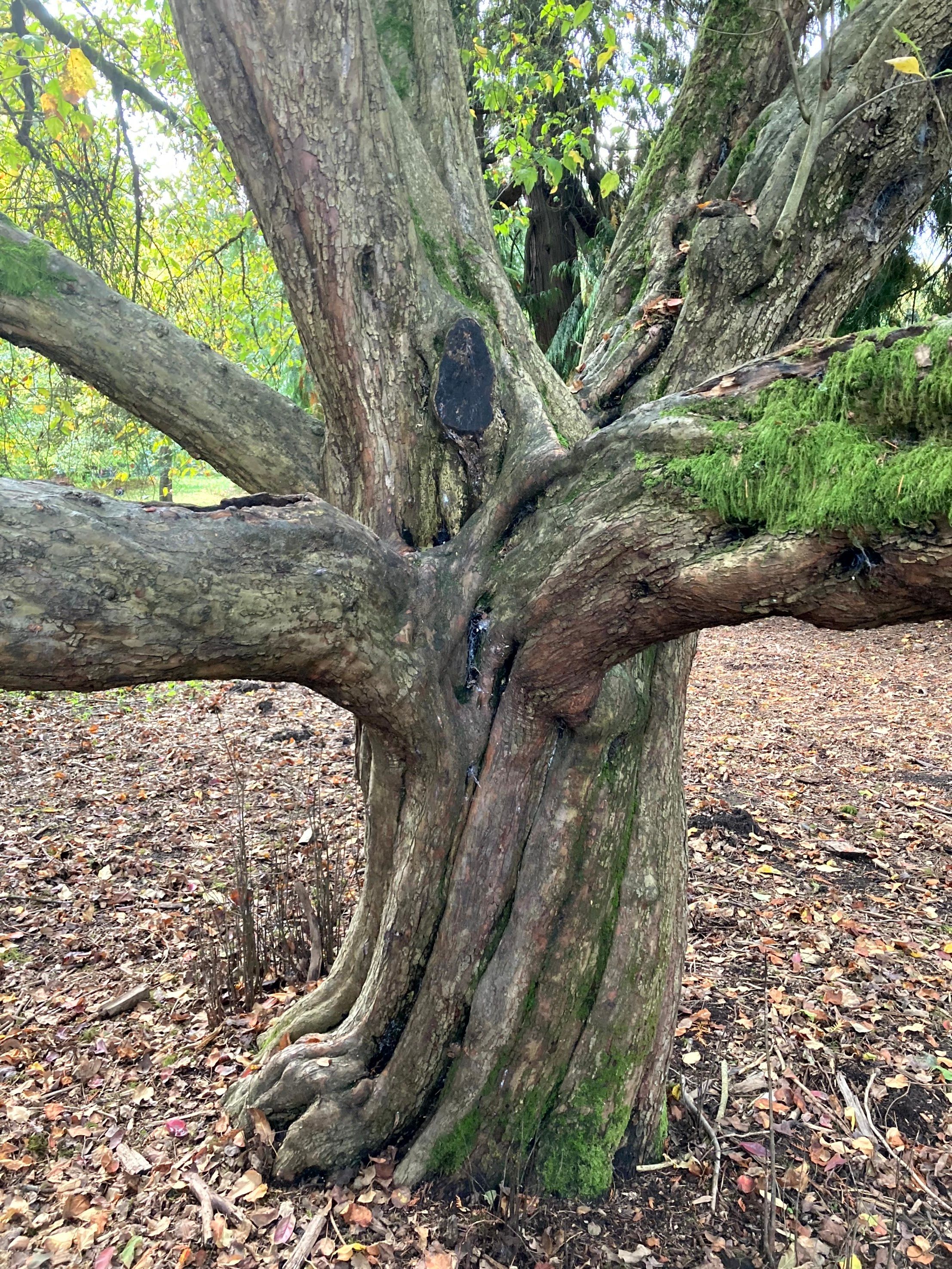 Malus fusca, November 2024