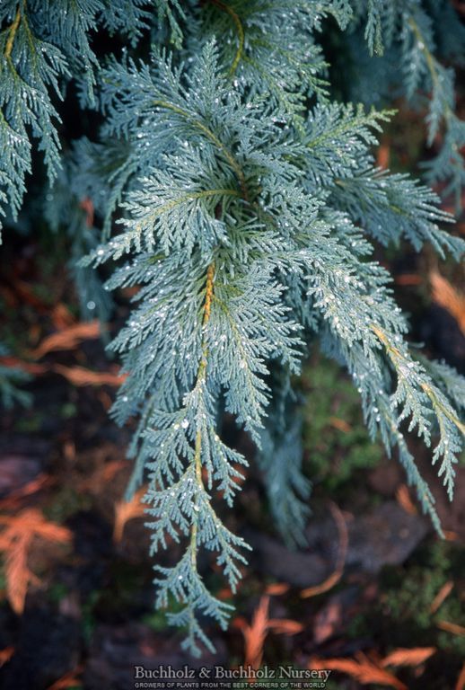 Chamaecyparis nootkatensis 'Green Arrow'