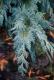 Chamaecyparis nootkatensis 'Green Arrow'