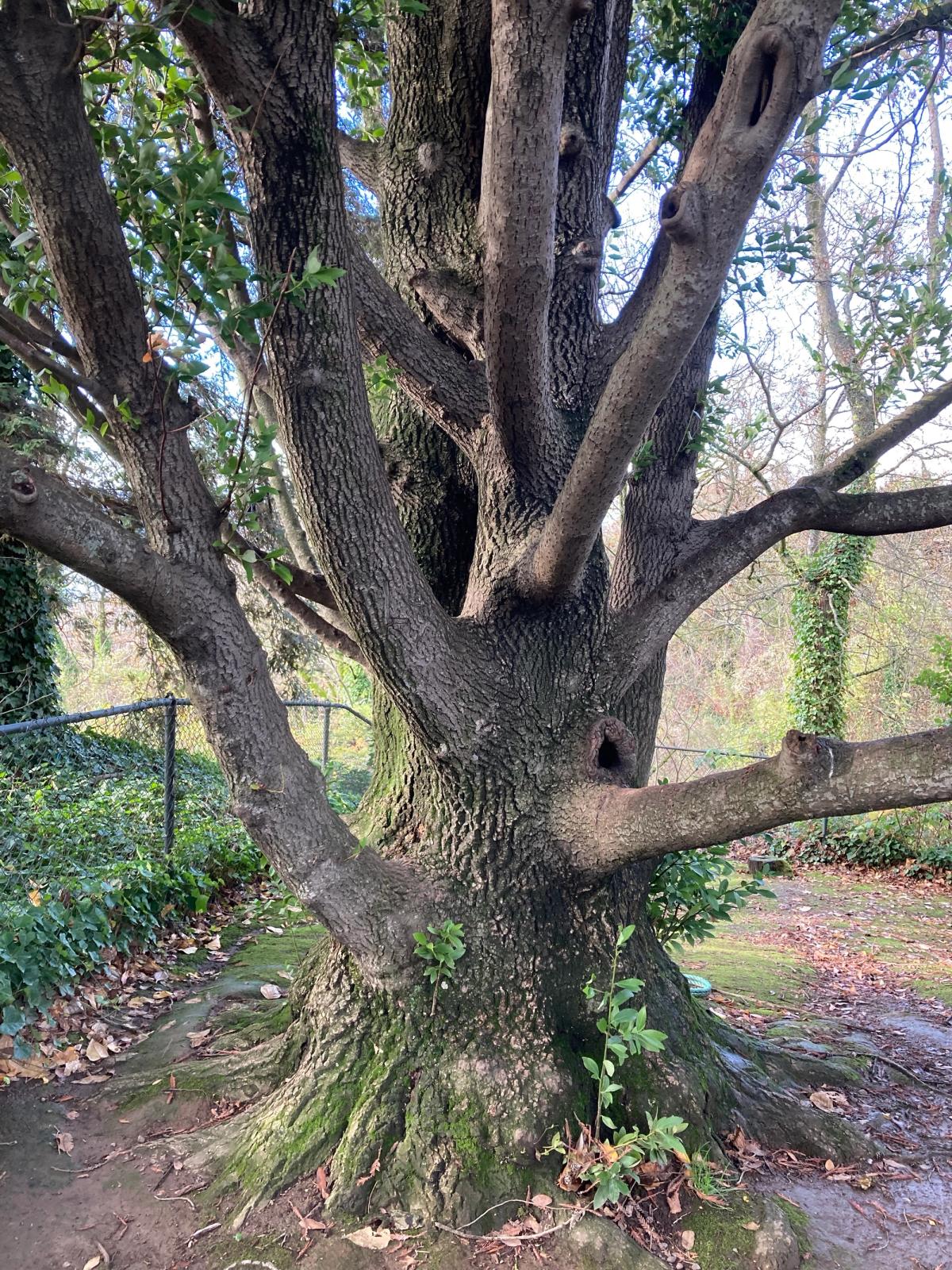 Umbellularia californica
