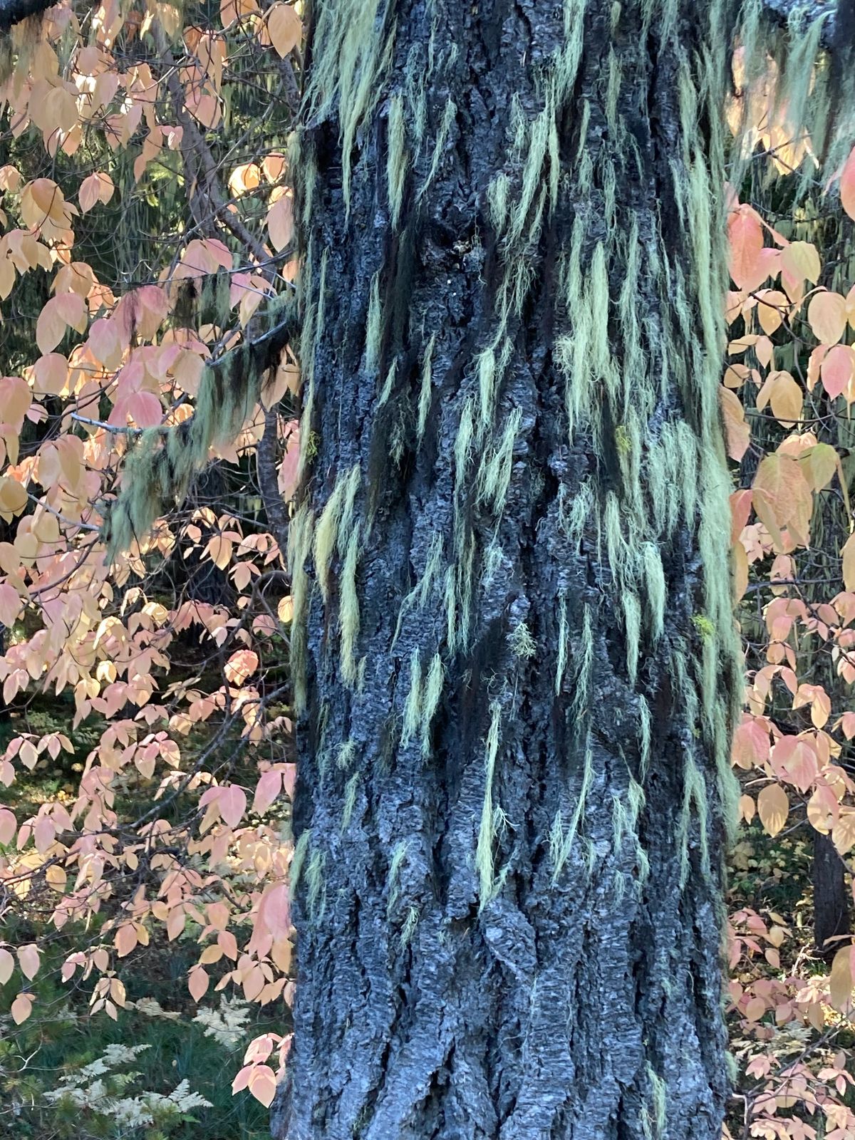 A mellow denizen of the forest