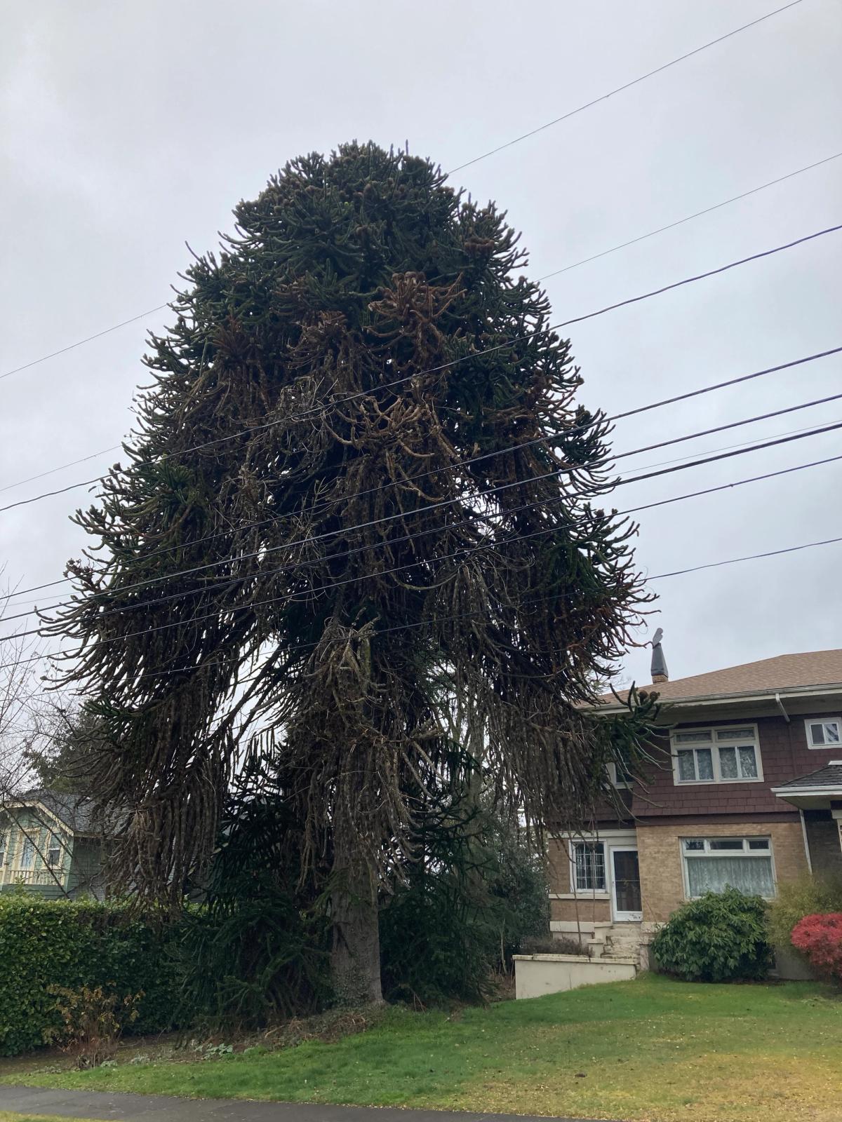 Araucaria aracana on Belmont