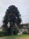 Araucaria aracana