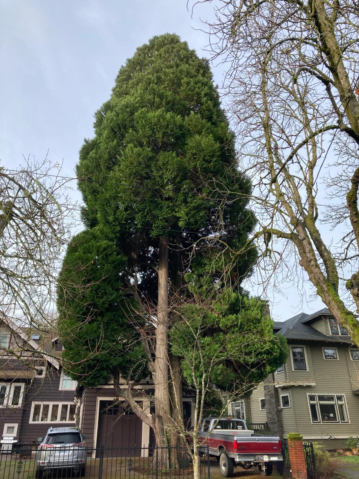 Libocedrus decurrens