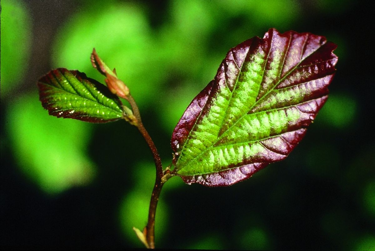 Parrotia persica 'Select'