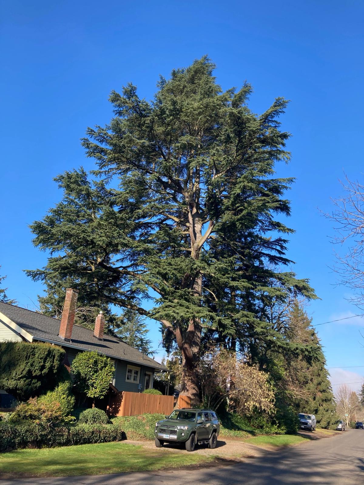 Cedrus libani subsp. libani