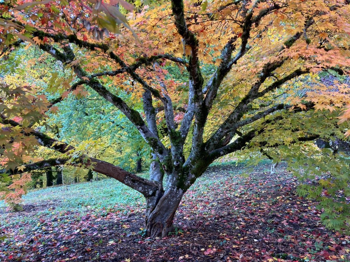 Acer palmatum var. atropurpureum
