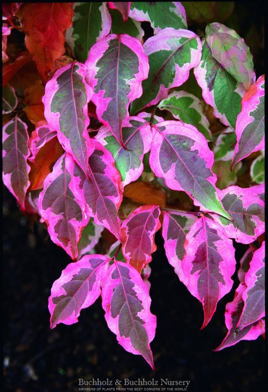Cornus kousa 'Summer Fun'