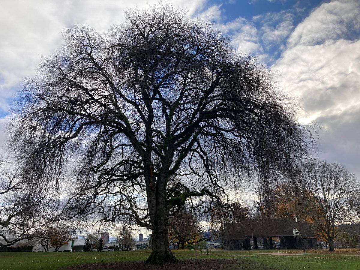 American elm, November 23, 2024
