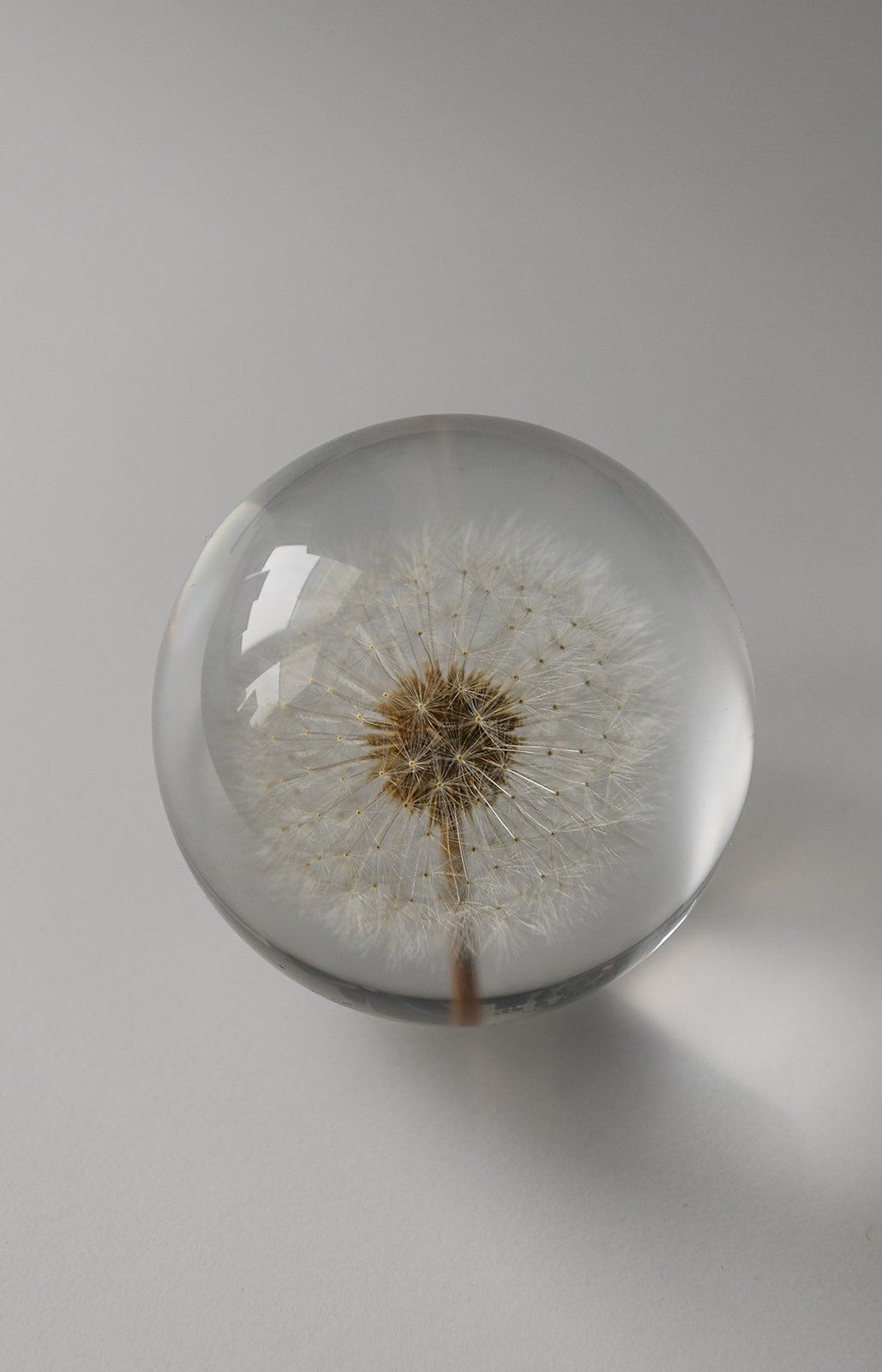A dandelion seed head held against soft daylight