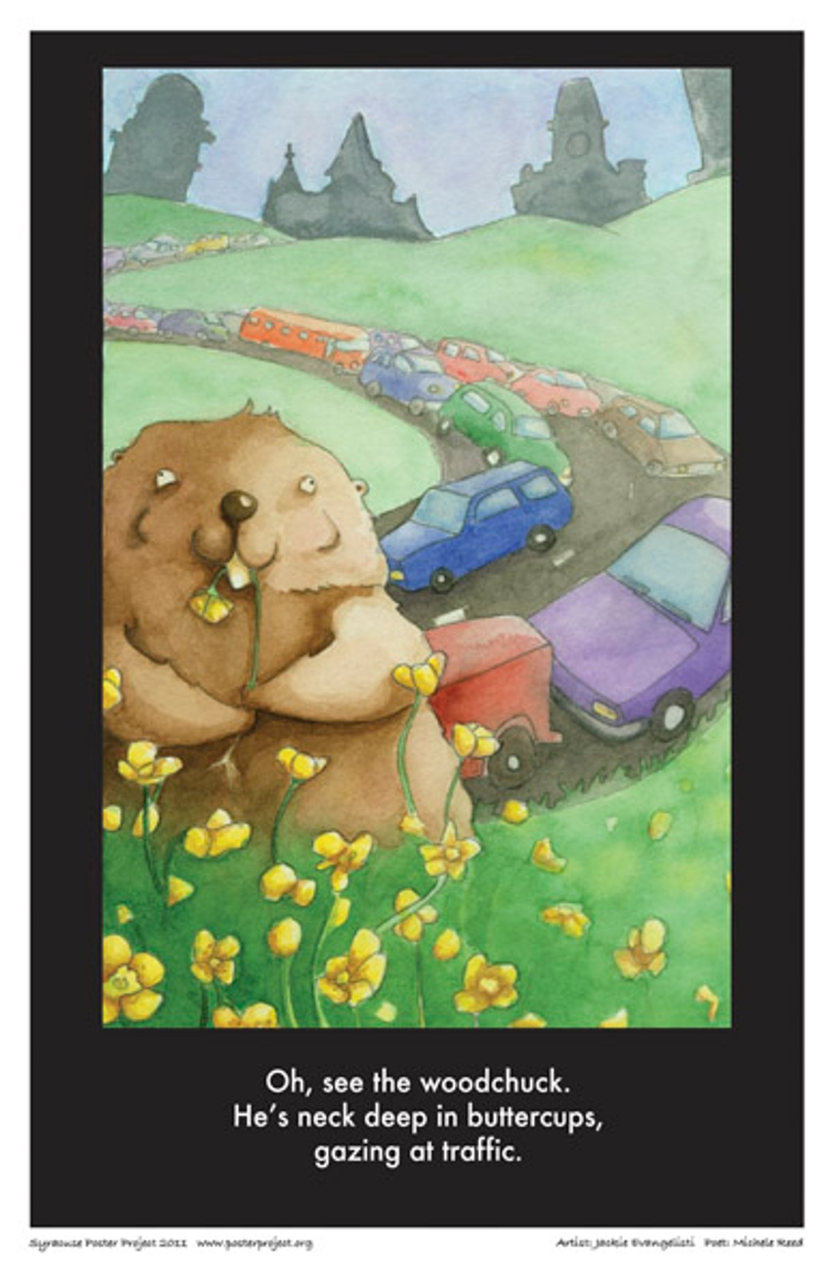 A woodchuck nibbles on daffodils on a grassy hill with a line of cars in traffic on a windy road in the background