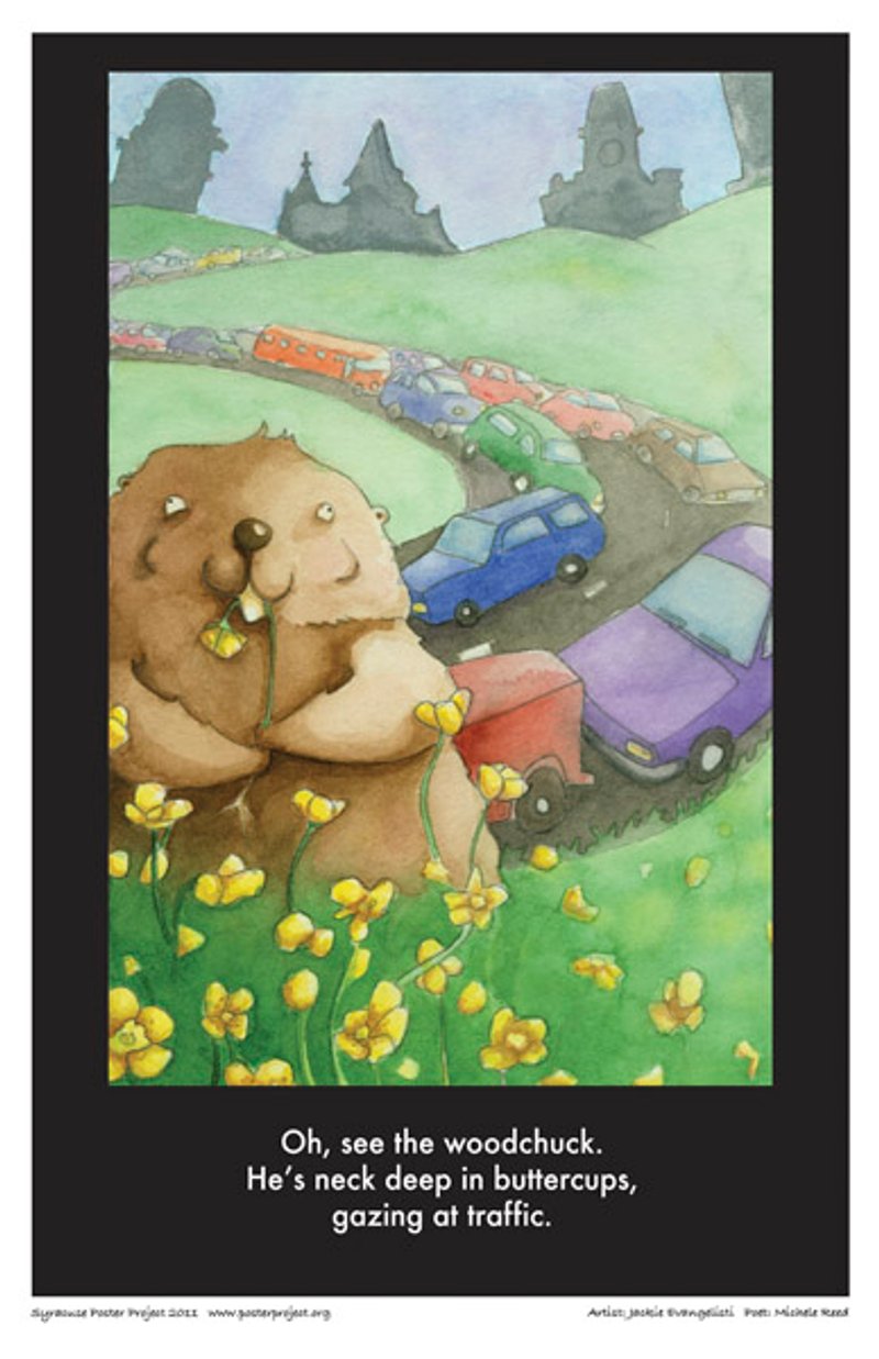 A woodchuck nibbles on daffodils on a grassy hill with a line of cars in traffic on a windy road in the background