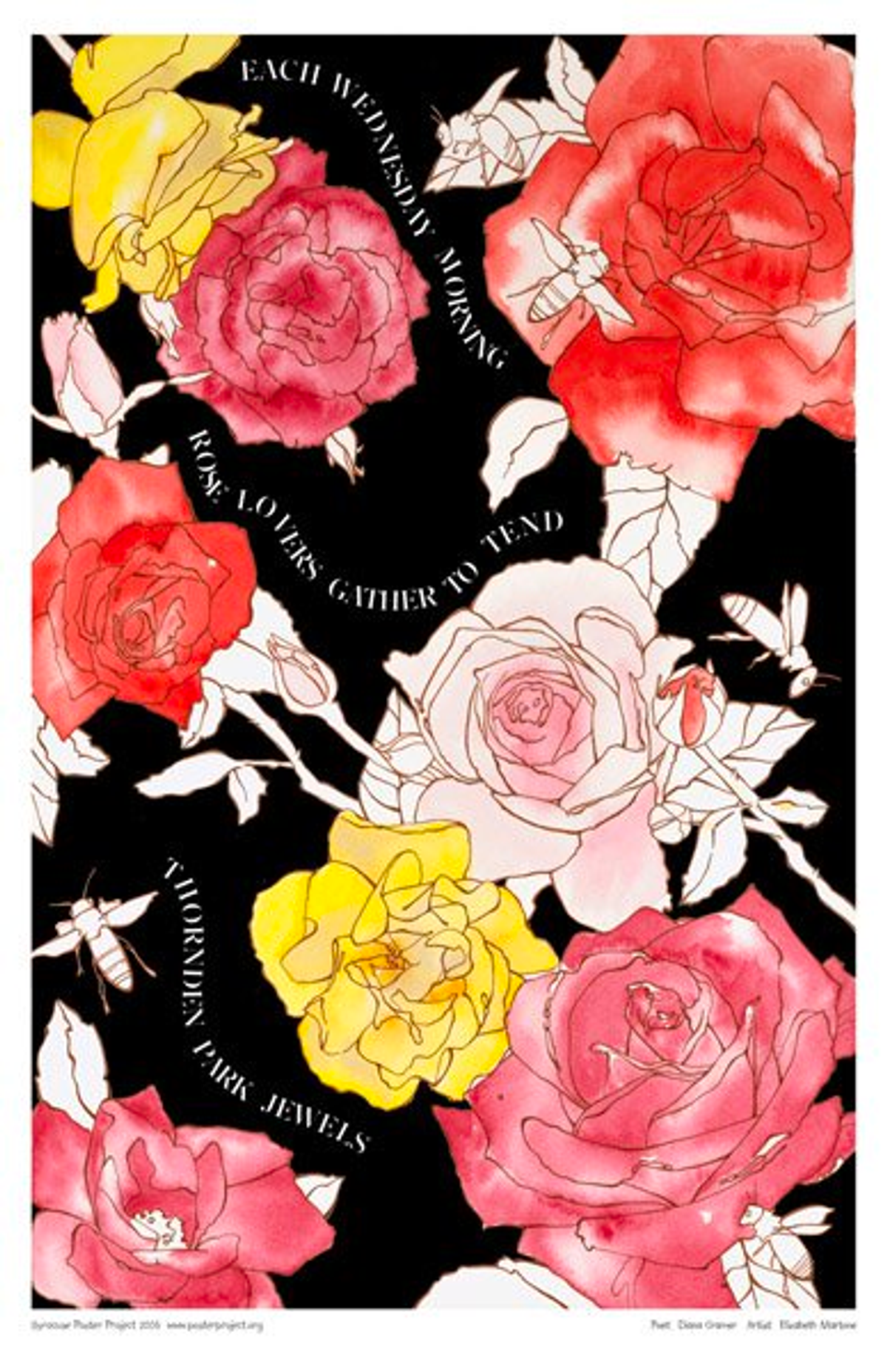 Each Wednesday morning
rose lovers gather to tend
Thornden Park jewels Several pink, red and yellow rose flowers against a black background