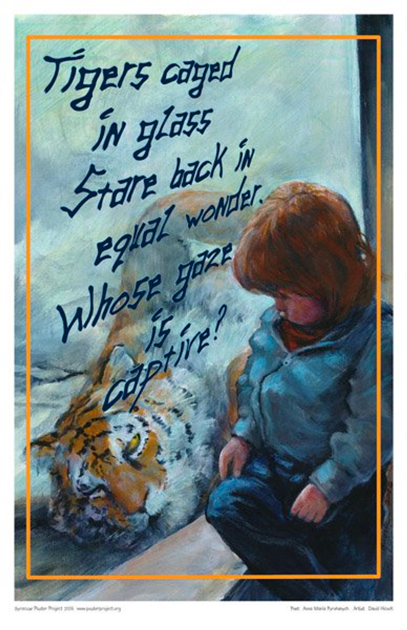 A child at a zoo sits against a glass wall meeting the eyes of a tiger lying nearby on the other side
