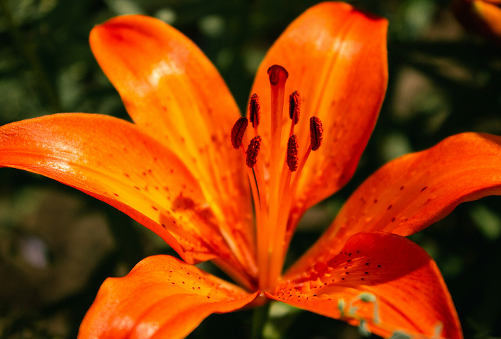 Test description