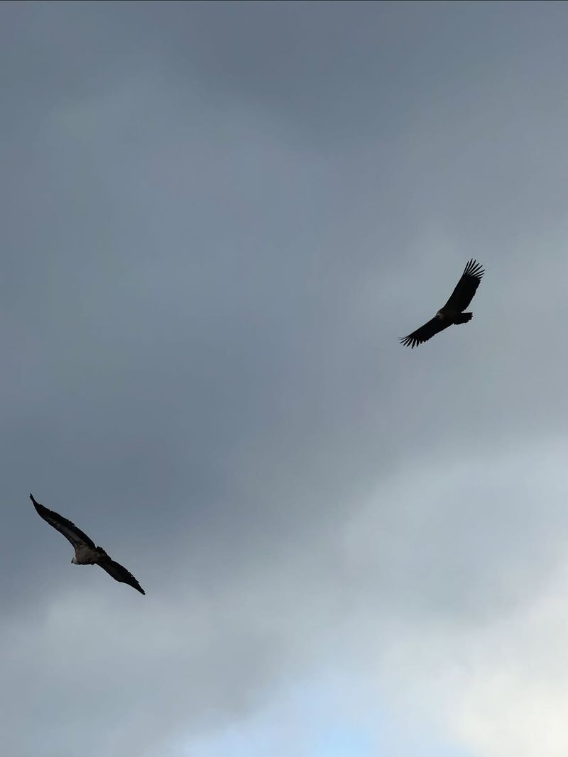 Le Plein Voir (L’arche naturelle)
