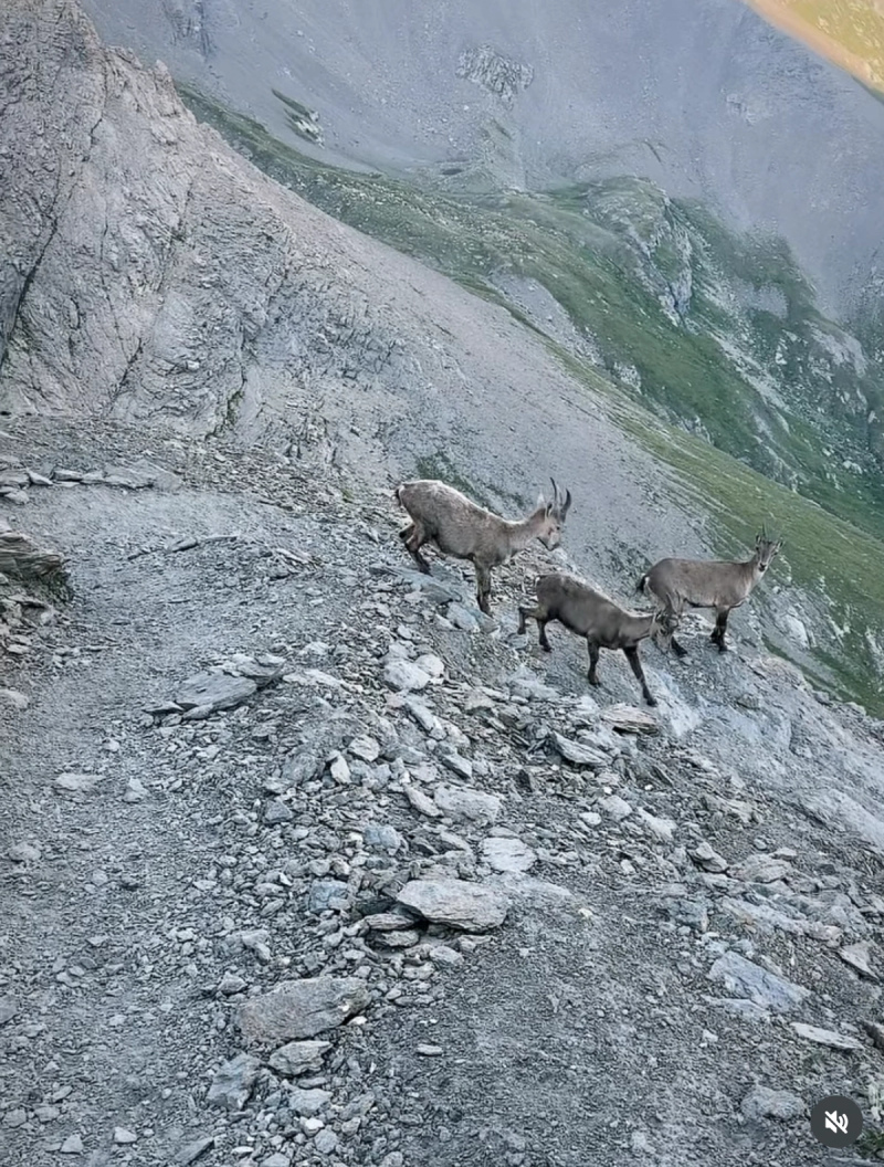 Le Sommet Du Rocciamelone Ou (Rochemelon)