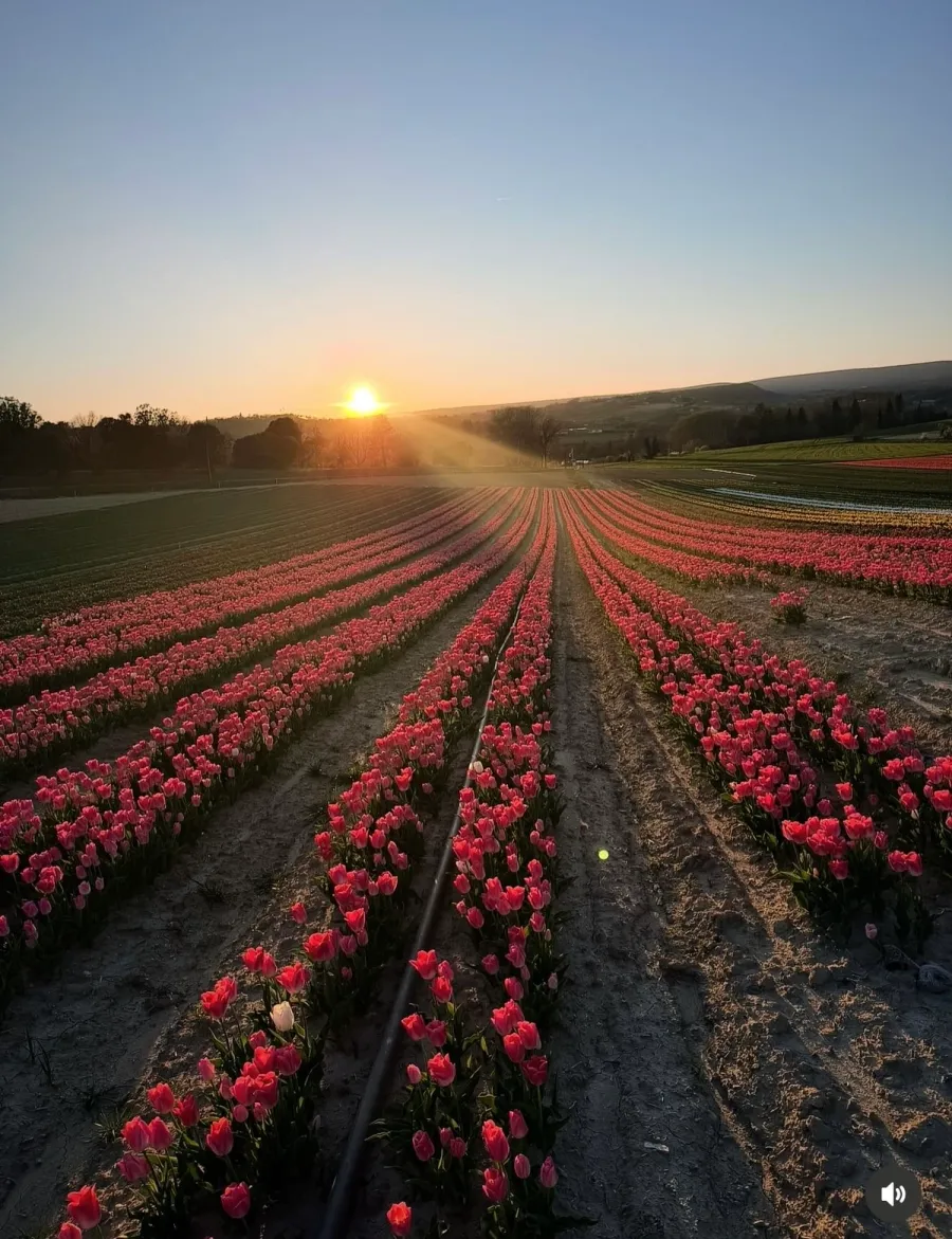 Image Sunset Sur Les Champs De Tulipes