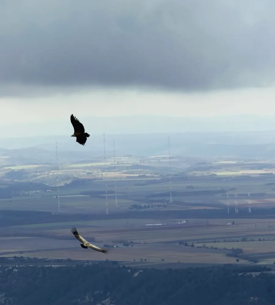 Image Le Vautour Moine