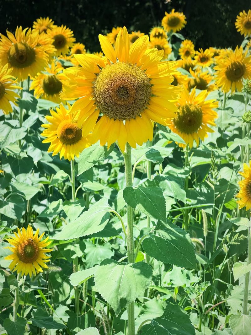 Champ de Tournesol 