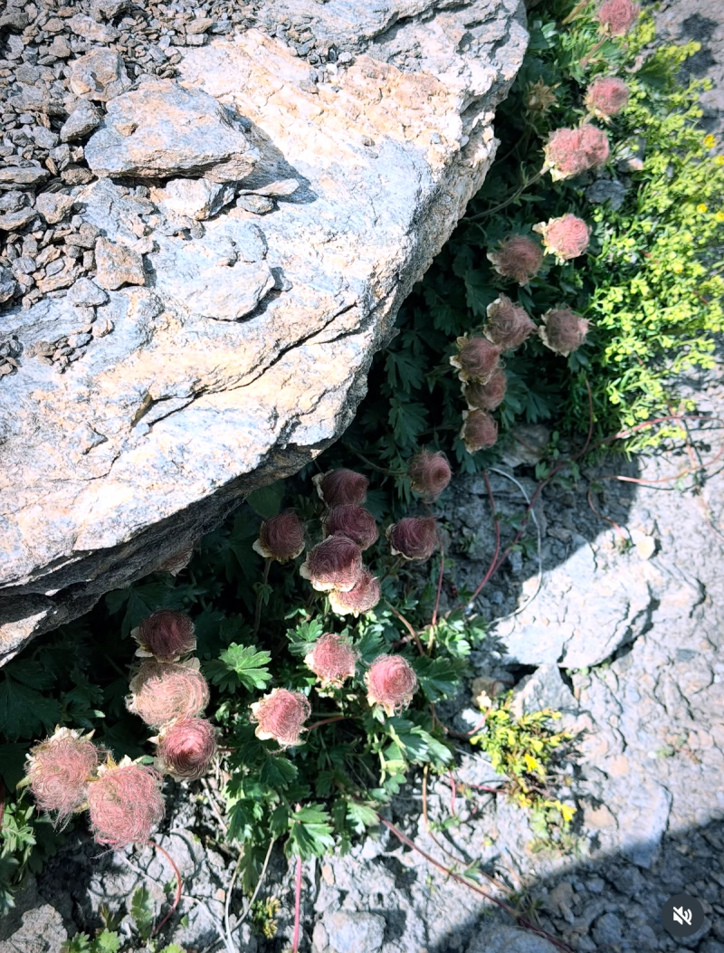Le Sommet Du Rocciamelone Ou (Rochemelon)
