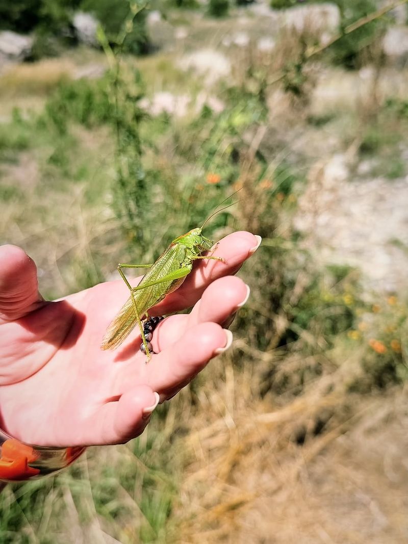 La Tettigonia Viridissima