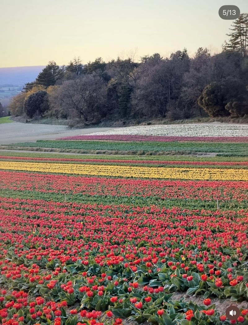 Champs de Tulipes 